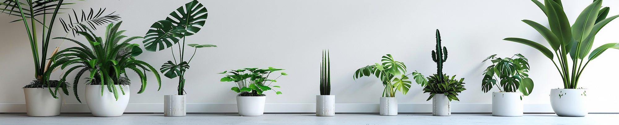 Plantes Fleurs