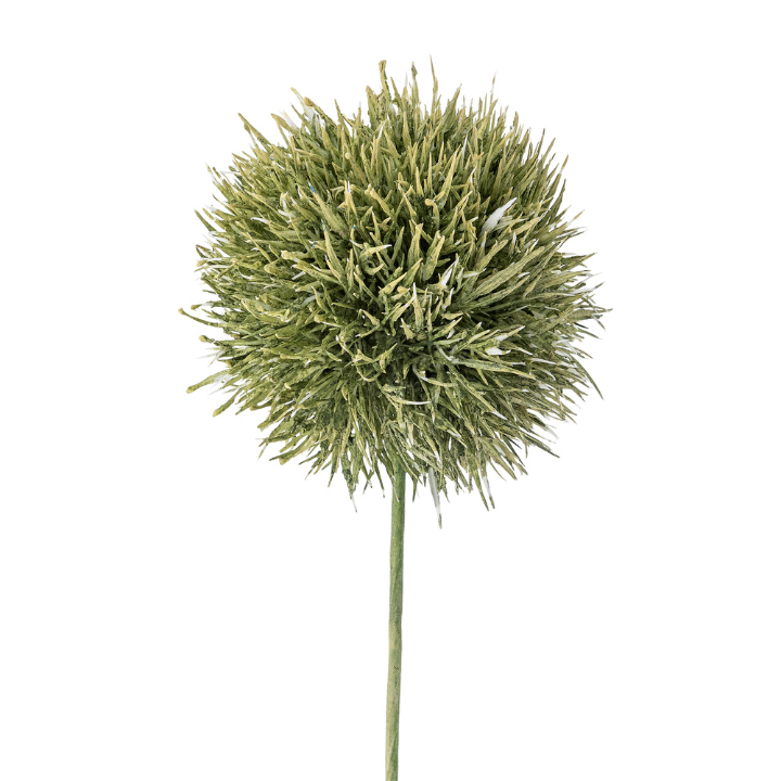 Allium Stem Green