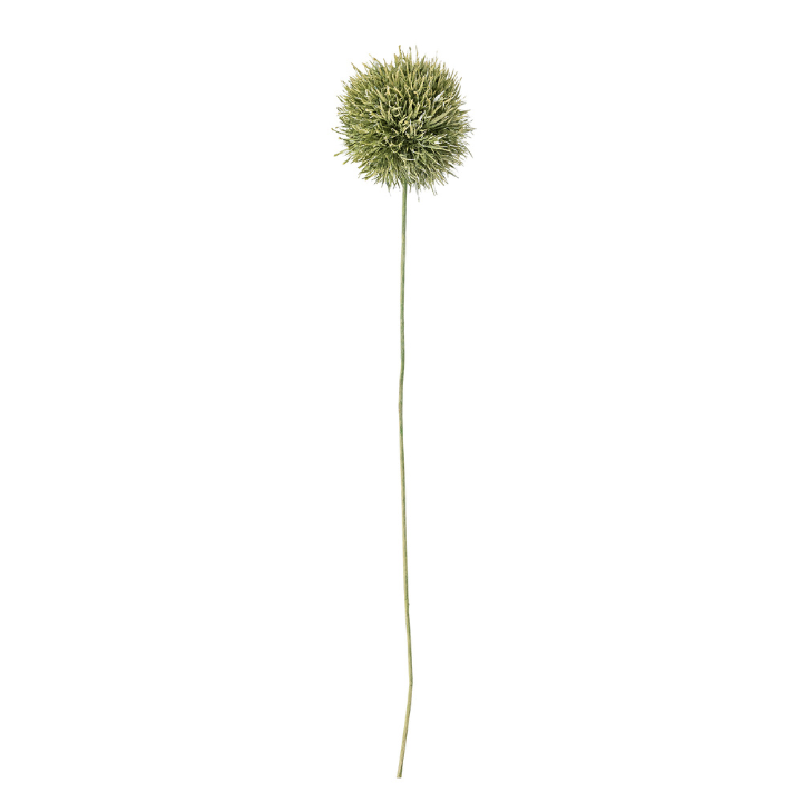 Allium Stem Green