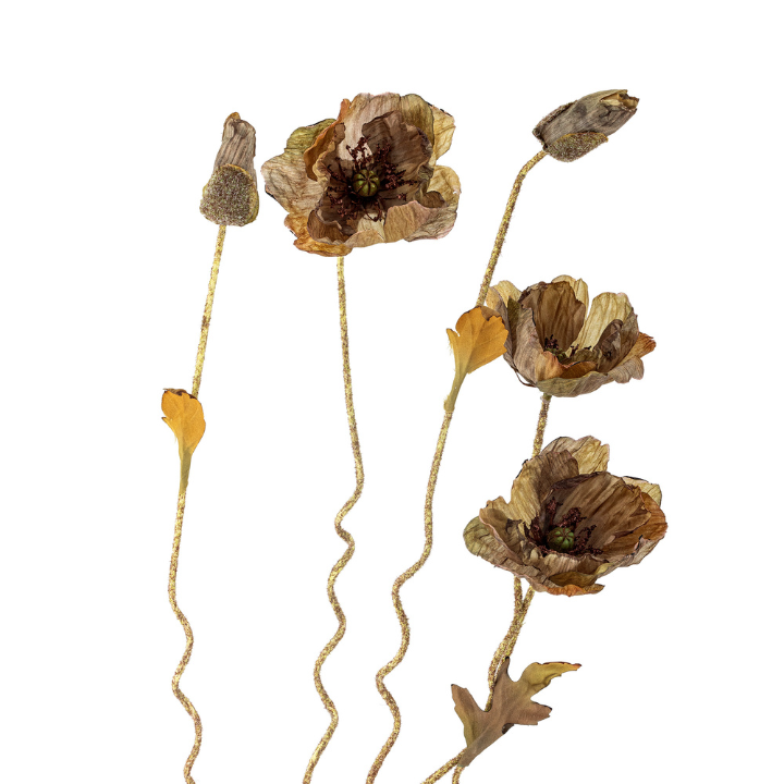 Poppy Stem Brown