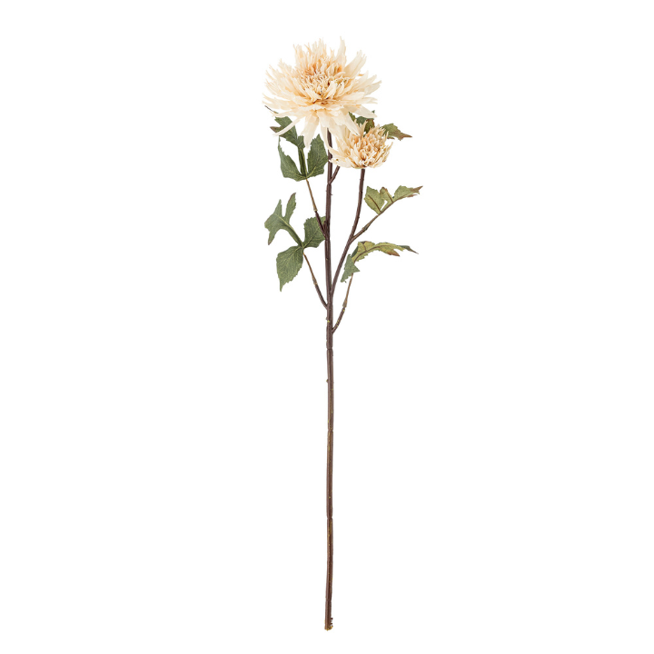 Chrysantemum Stem