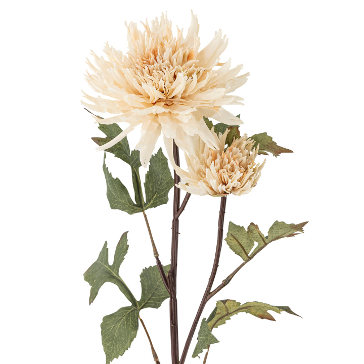 Chrysantemum Stem