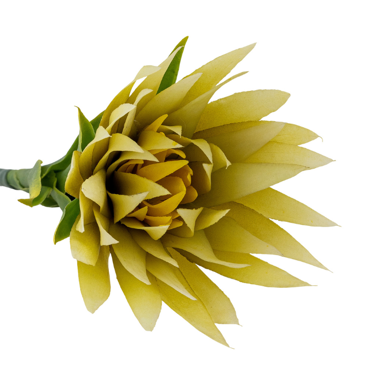 Lily Stem Yellow
