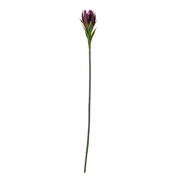 Lily Stem Purple