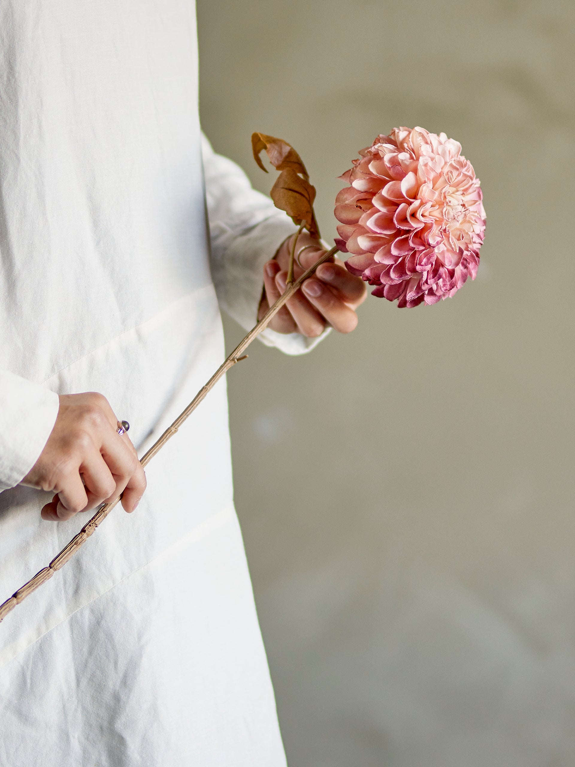 Chrysantemum Stem Rose