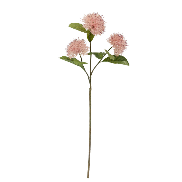 Chrysantemum Stem Rose
