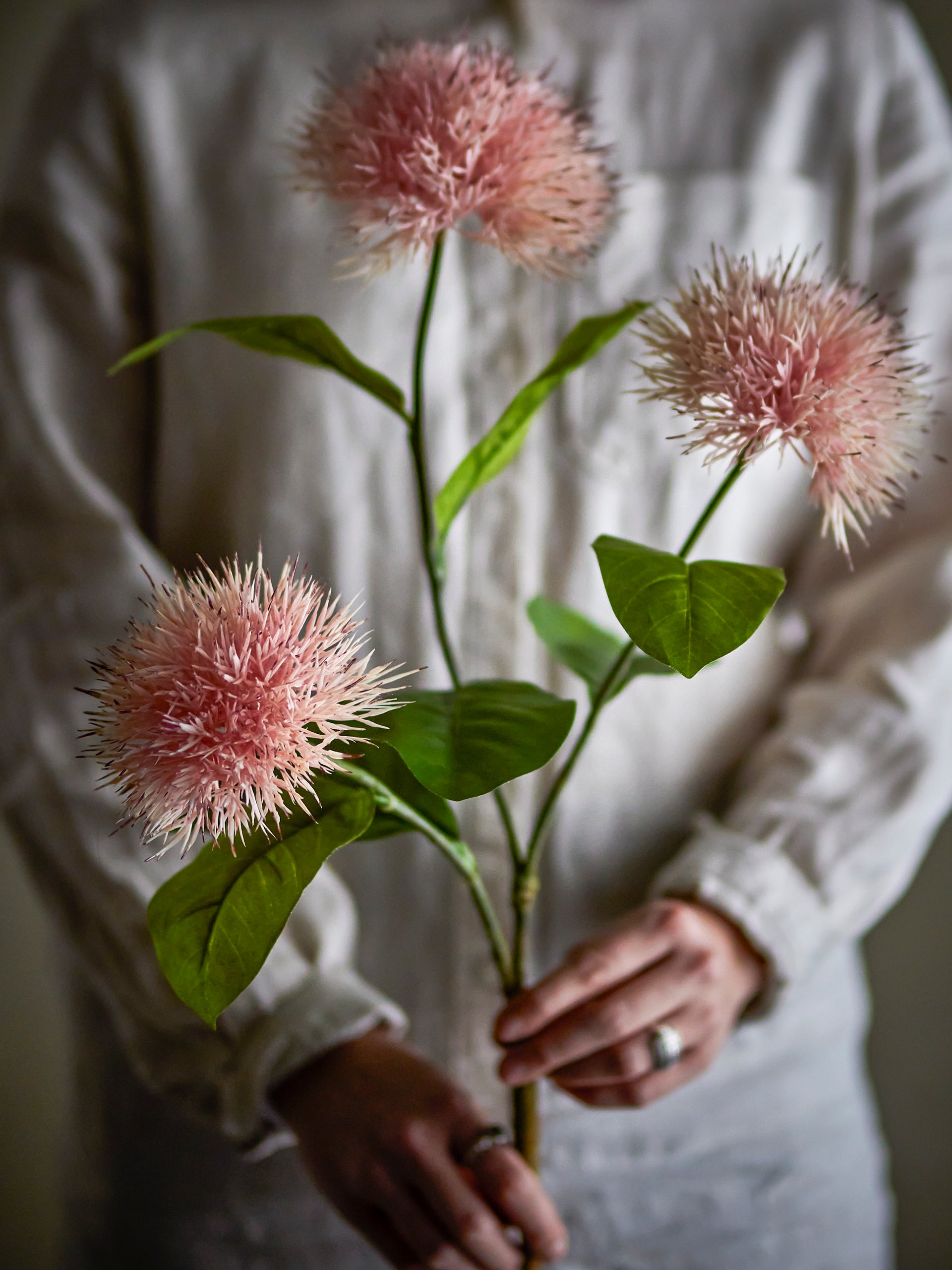 Chrysantemum Stem Rose