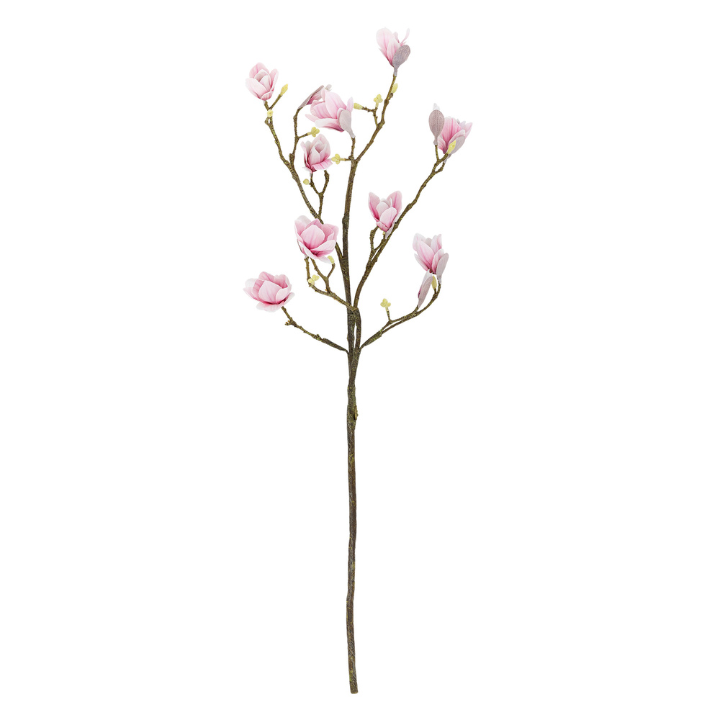 Magnolia Branch Rose